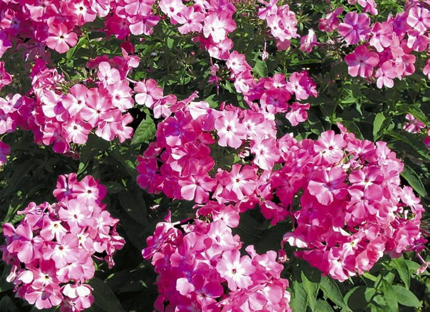 Floks wiechowaty (Phlox paniculata). Pachnące kwiaty
