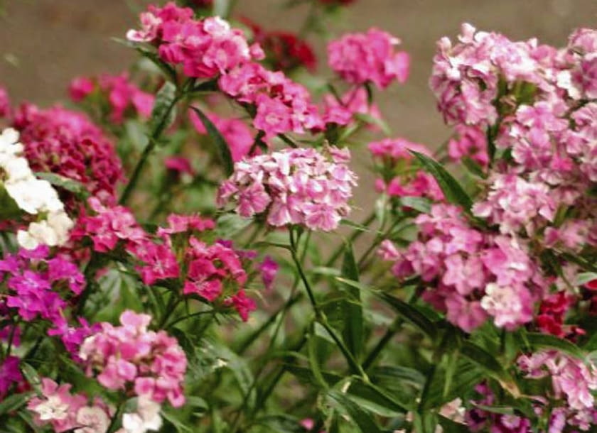 Goździk brodaty należy do roślin dwuletnich.Wysiewamy go w czerwcu,za rok wyda kwiaty i zawiąże nasiona, które znów trzeba będzie wysiać. 30.06.2004 WARSZAWA OGROD BOTANICZNY UNIWERSYTETU WARSZAWSKIEGO ALEJE UJAZDOWSKIE ROSLINY BYLINY DIANTHUS BARBATUS GOZDZIK BRODATY FOT. PAWEL SLOMCZYNSKI / AGENCJA GAZETA PUBLIKACJA KWIETNIK NR 6 (138) - 6.2006 SLOWA KLUCZOWE: ROSLINY KWIATY ZDJĘCIE DO WKŁADKI: PUBLIKACJA KWIETNIK NR 6 (138) - CZASOPISMA