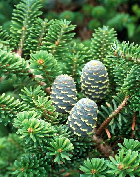 JODLA KOREANSKA ABIES KOREANA SZYSZKA