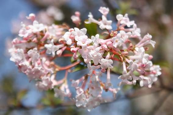Kalina wonna  Viburnum farreri  inaczej V  fragran Encyklopedia roślin: Kalina wonna  Viburnum farreri  inaczej V  fragran