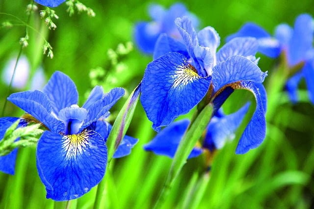 Kosaciec syberyjski (siewka) 04.06.2007 OGROD - KOLONIA BOROWA KOLO PLOCKA LECH KOMARNICKI - WLASCICIEL , HODOWCA IRYSY BEZBRODKOWE FOT. MICHAL MUTOR / AGENCJA GAZETA