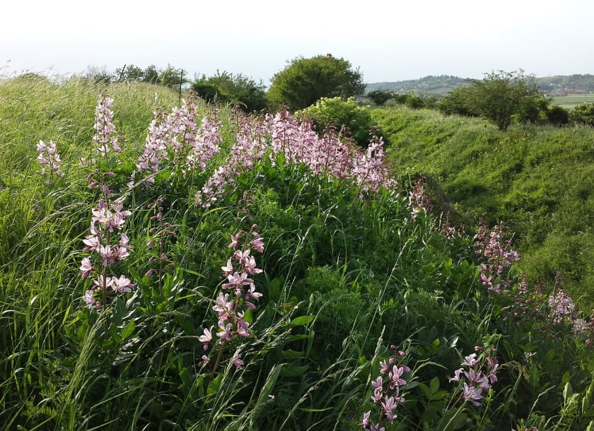 Encyklopedia roślin: Dictamnus albus