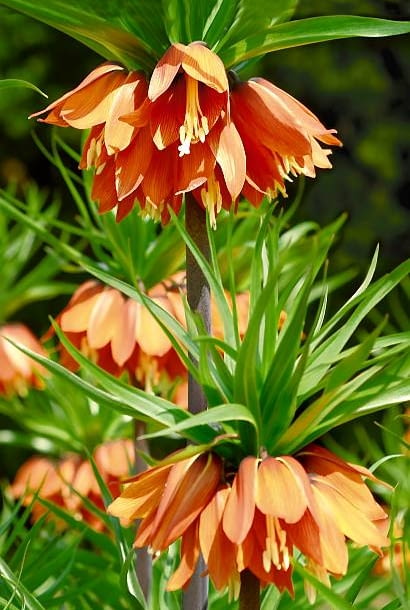 29.04.2005 POWSIN OGROD BOTANICZNY - WIOSENNE OGRODOWE PRACE PIELEGNACYJNE