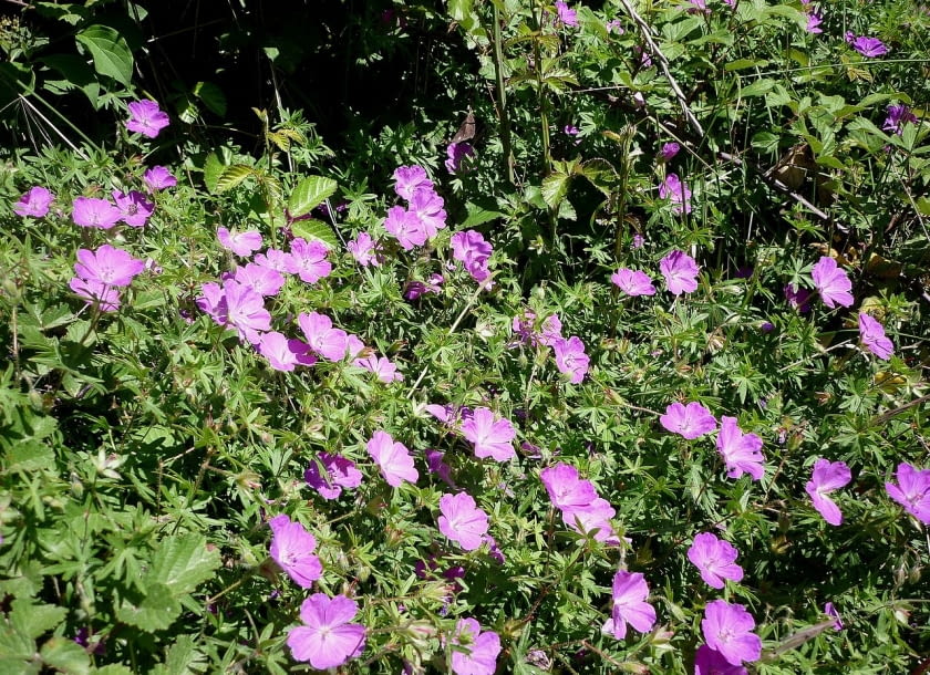 Encyklopedia roślin: Geranium sanguineum