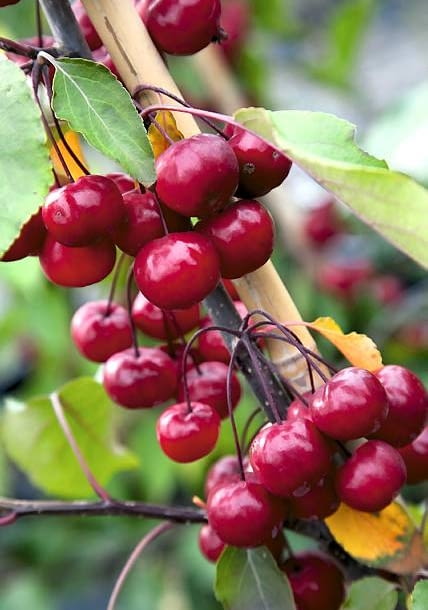 03.09.2009 BRANIEWO SESJA OGRODY , SZKOLKA DRZEW I KRZEWOW OZDOBNYCH - WLASCICIEL LUCJAN GURSZTYN - PREZES ZWIAZKU SZKOLKARZY POLSKICH