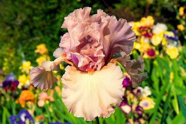 Irysy, kosaćce. Odmiana kosaćca bródkowego o fryzowanych płatkach. Irysy, kosaćce. Odmiana kosaćca bródkowego o fryzowanych płatkach.