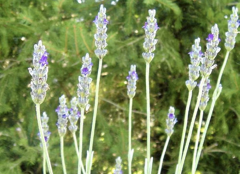 Lavandula lanata ma srebrnoszare, bardzo aromatyczne listki i ciemnoniebieskie kwiaty