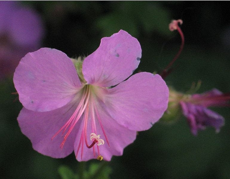 Bodziszek kantabryjski Geranium cantabrigense P Encyklopedia roślin: Bodziszek kantabryjski Geranium cantabrigense P