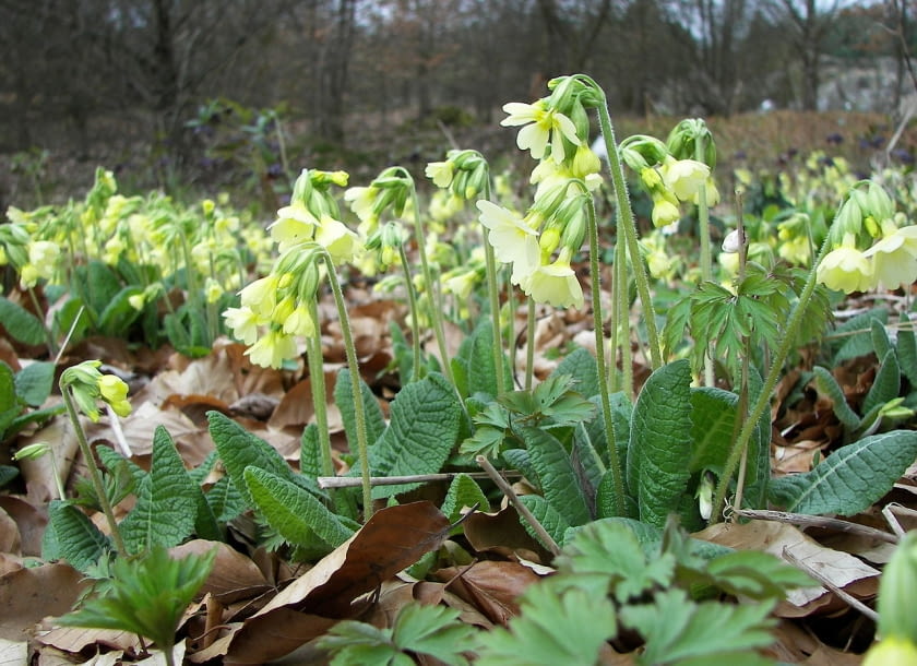 Encyklopedia roślin: Pierwiosnki wyniosly