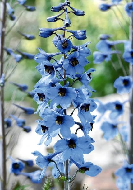 OGROD ROSLINY KWIATY - OSTROZKA OGRODOWA