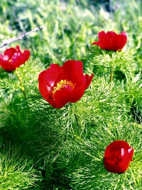 PIWONIA DELIKATNA  Paeonia tenuifolia  ma czerwone Encyklopedia roślin: PIWONIA DELIKATNA  Paeonia tenuifolia  ma czerwone