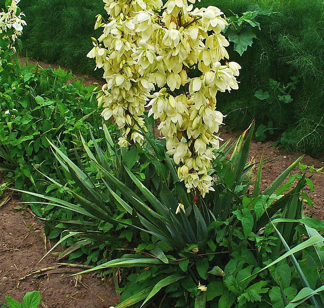 Encyklopedia roślin: Juka karolinska