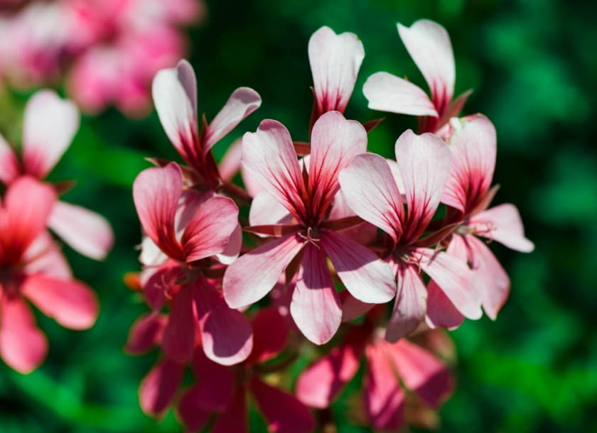 krzewuszka cudowna krzewuszka cudowna