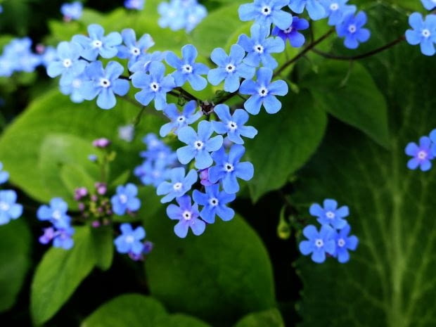 Brunnera macrophhylla Encyklopedia roślin: Brunnera macrophhylla