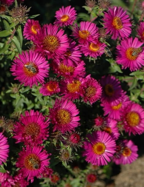 Encyklopedia roślin: Aster nowoangielski  Septemperrubin