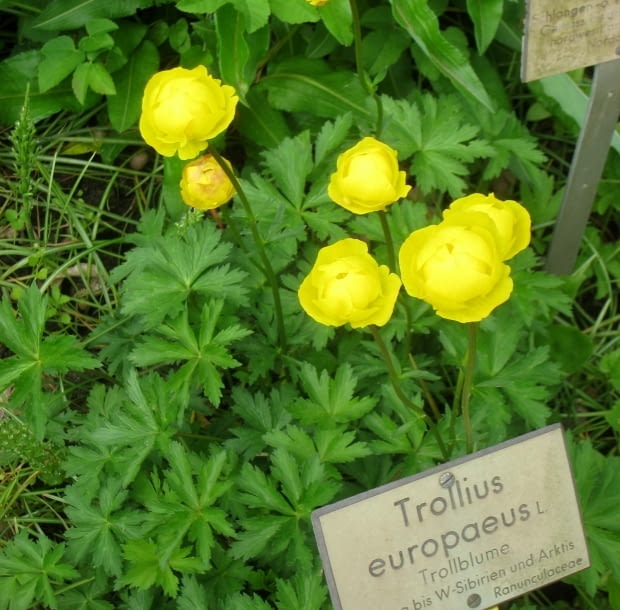 Encyklopedia roślin: Pelnik europejski  Trollius europaeus