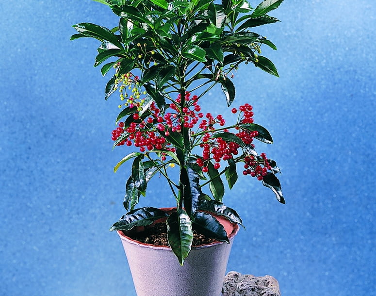 Ardisia drzewiasta Ardisia drzewiasta