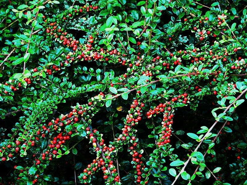 Irga pozioma Cotoneaster horizontalis Encyklopedia roślin: Irga pozioma Cotoneaster horizontalis