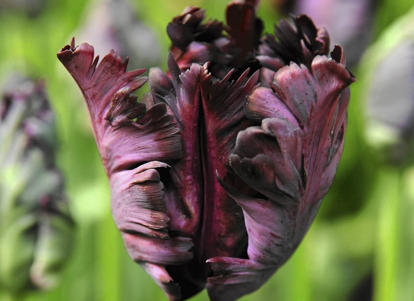 125. rocznicę śmierci van Gogha uhonorowano w Keukenhof kwiatową mozaiką wykonaną na podstawie autoportretu artysty (po prawej) z 10 tysięcy tulipanów. Poniżej tulipan nazwany jego imieniem.