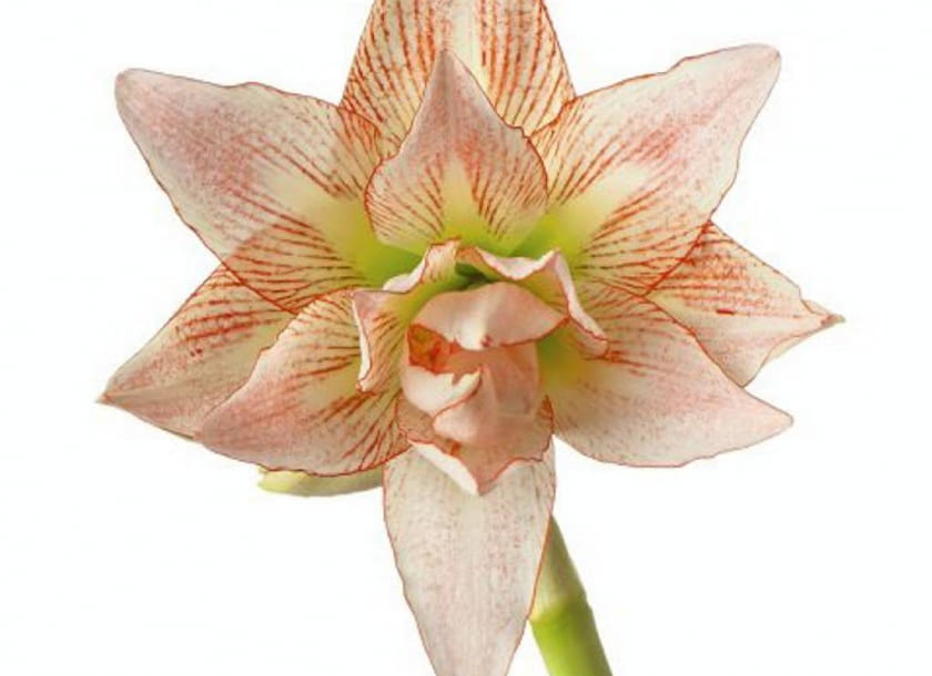 Hipeastrum 'Aphrodite' Hipeastrum 'Aphrodite'