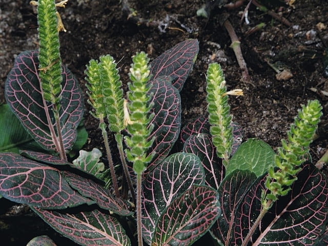 Fitonia Encyklopedia roślin: Fitonia