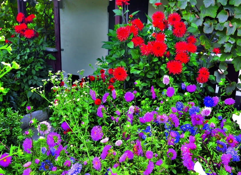 Astry tradycyjnie uprawia się w wielobarwnym łanie, łącząc je z innymi kwiatami późnego lata.
