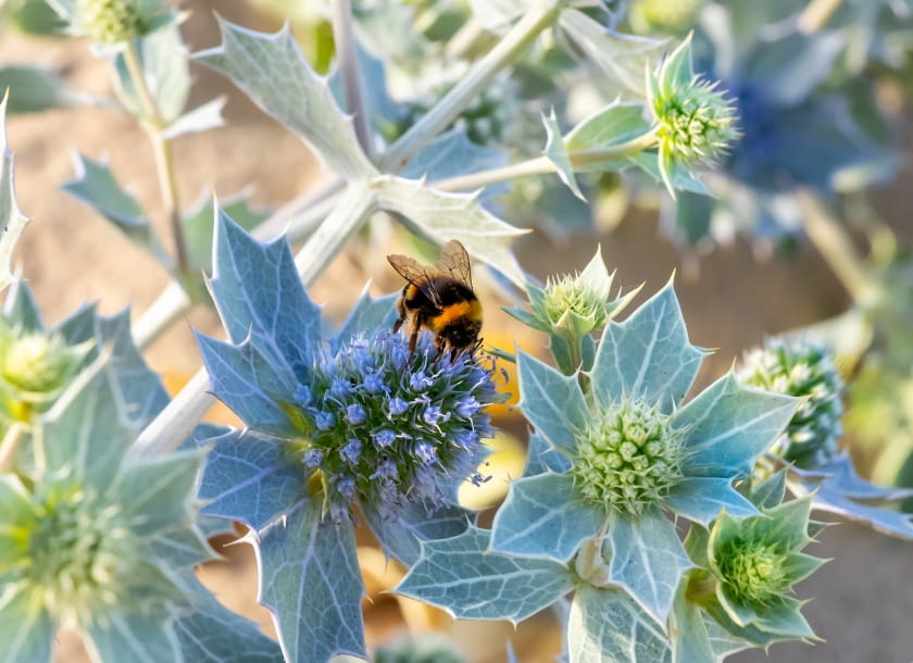 Mikołajek nadmorski Mikołajek nadmorski