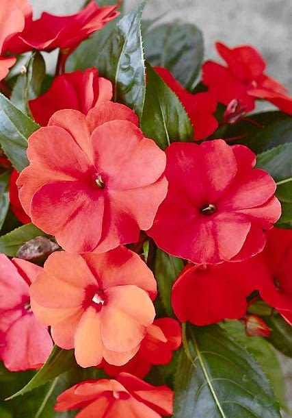 Encyklopedia roślin: Niecierpek  Deep Salmon  z serii Harmony