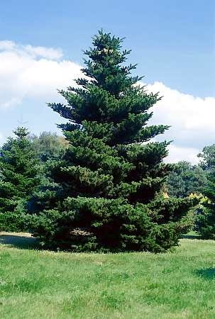 Jodła koreańska (<b><i>Abies koreana</i></b>)