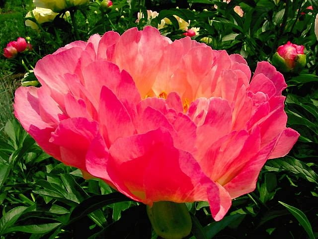 Piwonia chińska 'Coral Supreme' piwonie