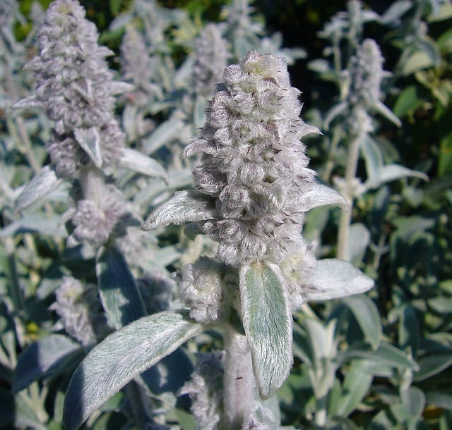 Stachys byzantina Encyklopedia roślin: Stachys byzantina