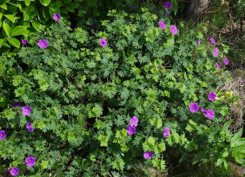 Encyklopedia roślin: Geranium sanguineum