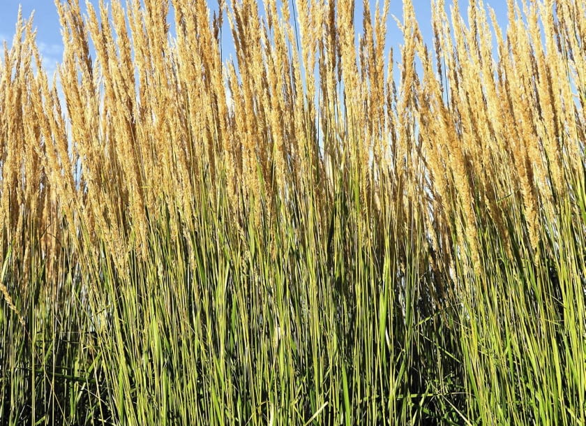 Trzcinnik piaskowy Trzcinnik piaskowy
