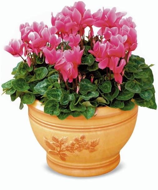 10.09.2004 ZABORZE , KATOWICE , PLANTPOL , ROSLINY BALKONOWE