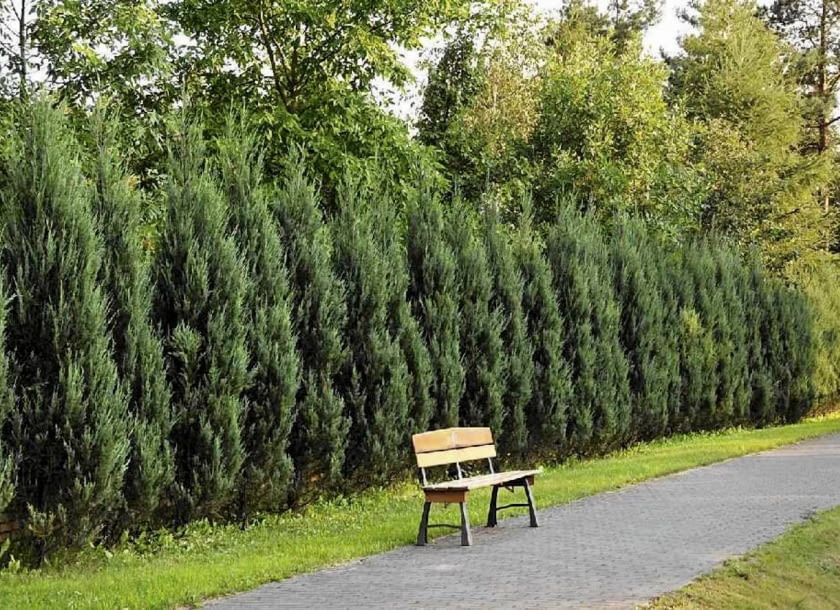 Żywopłot z jałowca skalnego 'Skyrocket' (Juniperus scopulorum)