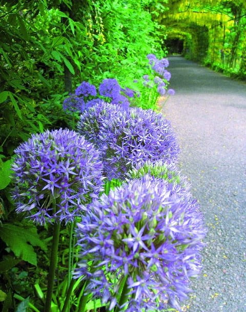 Kolorowa wiosna w Hampton Court - w głębi pergola obrośnięta złotokapem, z przodu czosnki ozdobne