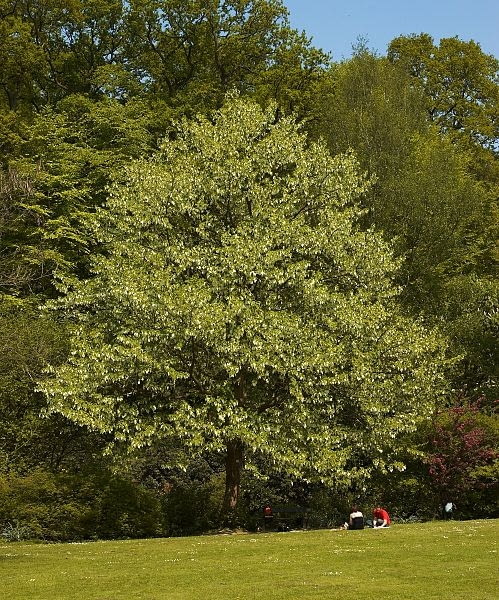Encyklopedia roślin: Dawidia chinska  Davidia involucrata