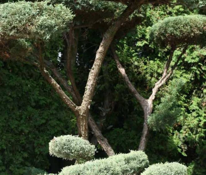 Jalowiec wirginijski Juniperus virginiana Encyklopedia roślin: Jalowiec wirginijski Juniperus virginiana