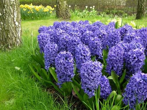 Hiacynt Delf Blue. Kwiaty cebulowe