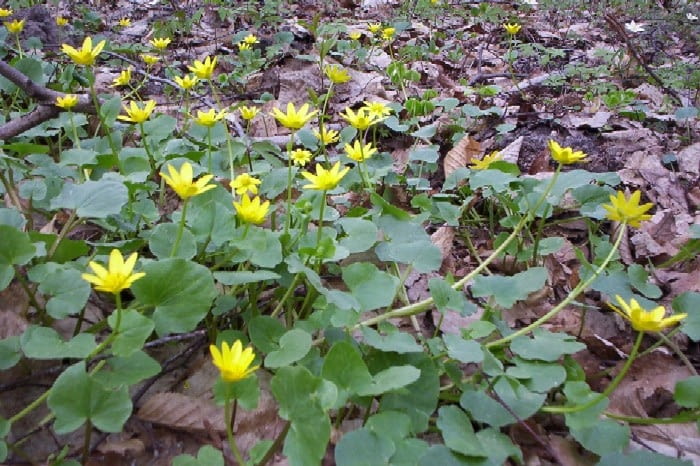 Encyklopedia roślin: 