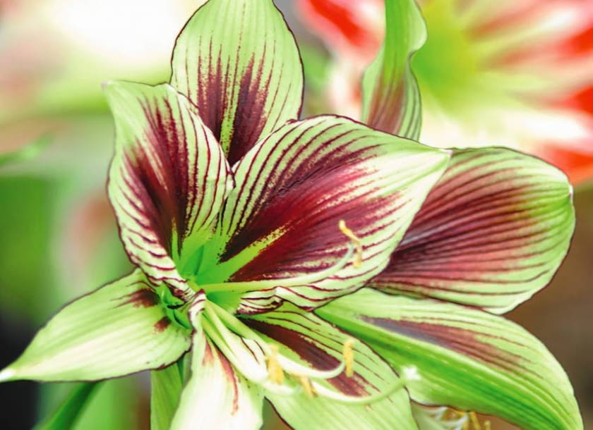 HIPEASTRUM 'PAPILLION' to jedna z nowszych odmian. Właśnie takie wzory i kolorystyka kwiatów cieszą się dziś największą popularnością