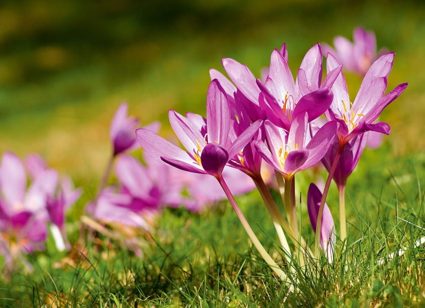Zimowit jesienny (Colchicum autumnale)