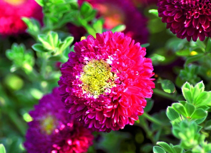 Odmiana książęca 'Montezuma Pink White'