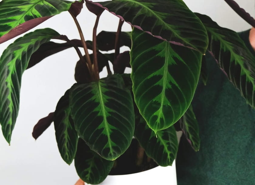 Calathea warscevczii Calathea warscevczii