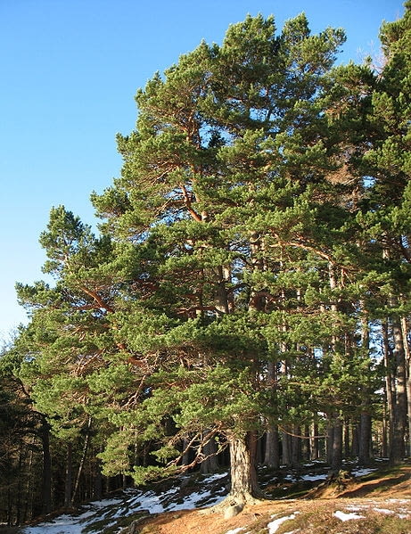 Sosna pospolita Pinus sylvestris Encyklopedia roślin: Sosna pospolita Pinus sylvestris