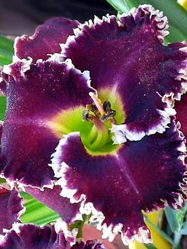 Encyklopedia roślin: Liliowiec  Hemerocallis  Larry Obsession