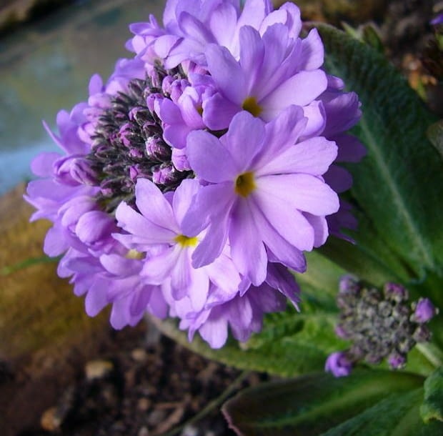 Pierwiosnek zabkowany Primula denticulata Encyklopedia roślin: Pierwiosnek zabkowany Primula denticulata