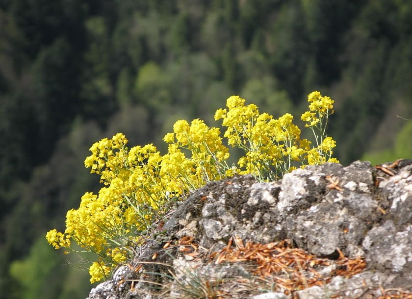 Encyklopedia roślin: Smagliczka gorska