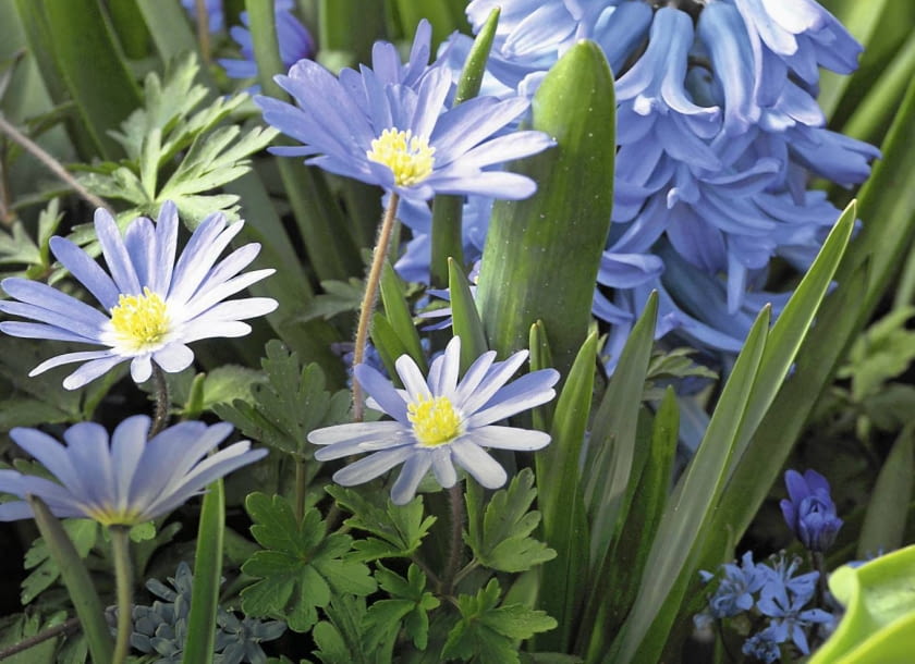 SLOWA KLUCZOWE: Keukenhof 2012 Anemone blanda