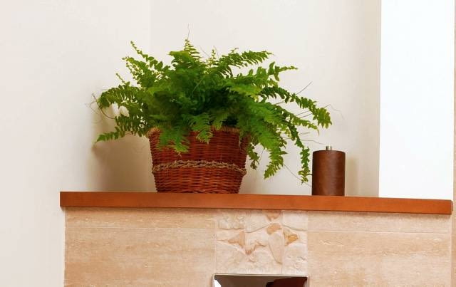 KWIATY W MIESZKANIU Nefrolepis paproc wytrzymal Encyklopedia roślin: KWIATY W MIESZKANIU Nefrolepis paproc wytrzymal